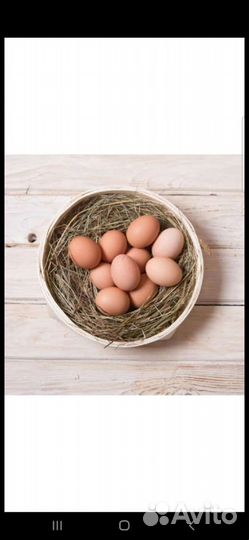 Домашние куриные яйца