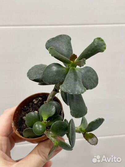 Суккуленты разные