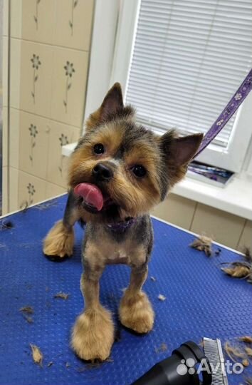 Грумер,стрижка собак и кошек