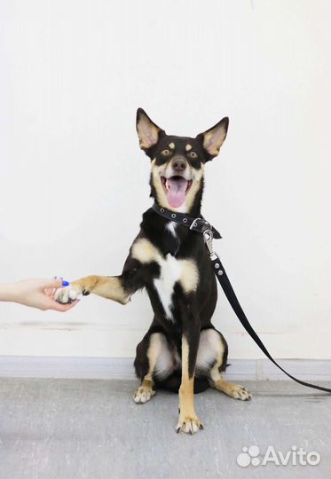 Щенок мальчик