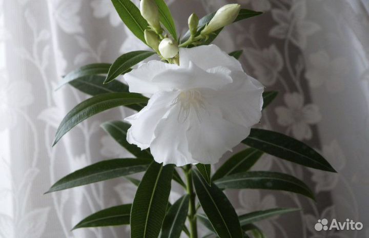 Цветы Олеандра розов/белый/красн. Антуриум красный