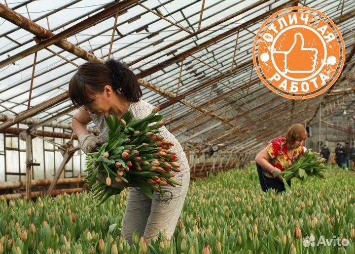 Вахта в Москве с проживанием сбор тюльпанов