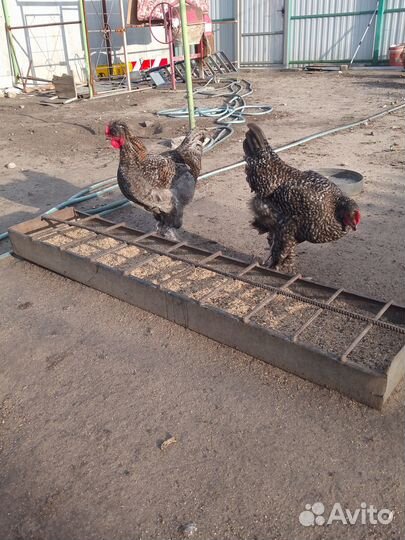 Петушки доминанты