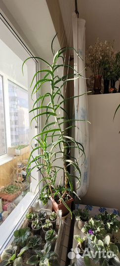 Алоэ столетник,5 лет