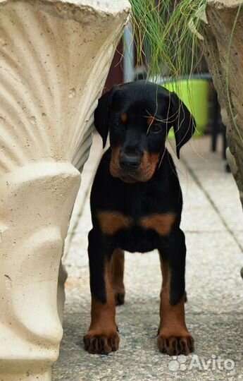 Продам Доберман