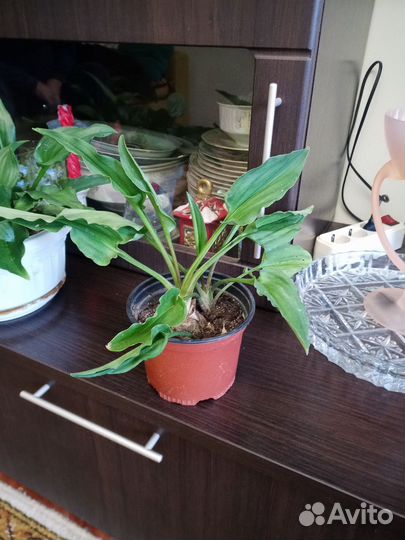 Дримиопсис