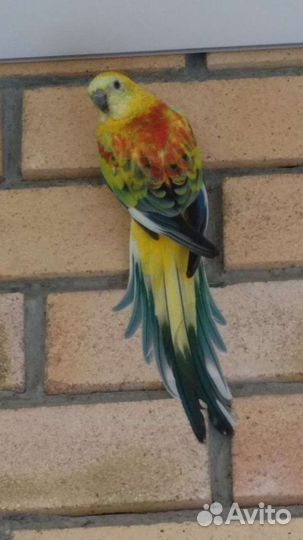 Певчий попугай