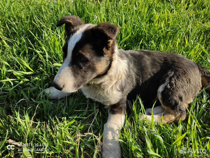 Малыш Миша ищет дом