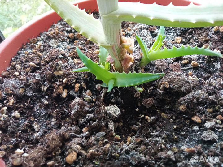 Алоэ древовидный