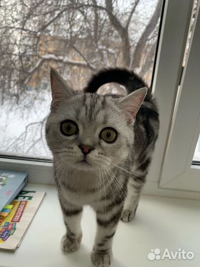 Кошка и кот