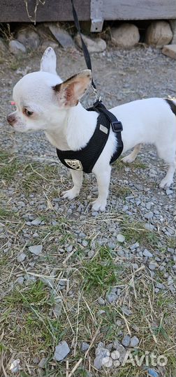 Чихуахуа мини вязка