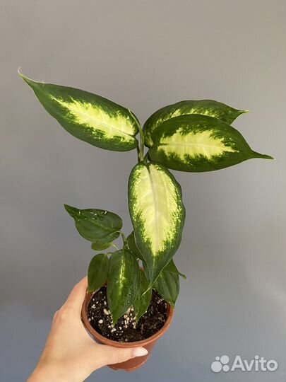 Хамедорея Диффенбахия