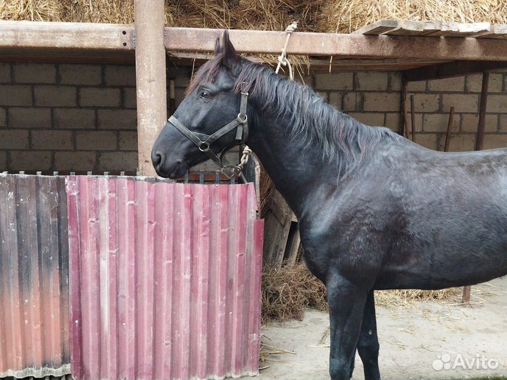 Карачаевский жеребец