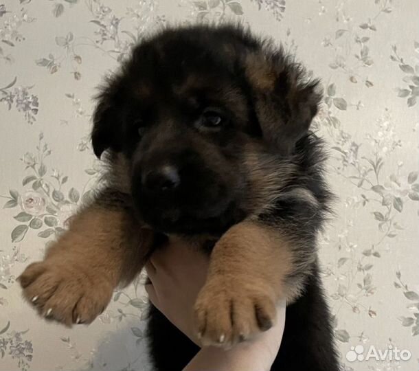 Немецкая овчарка