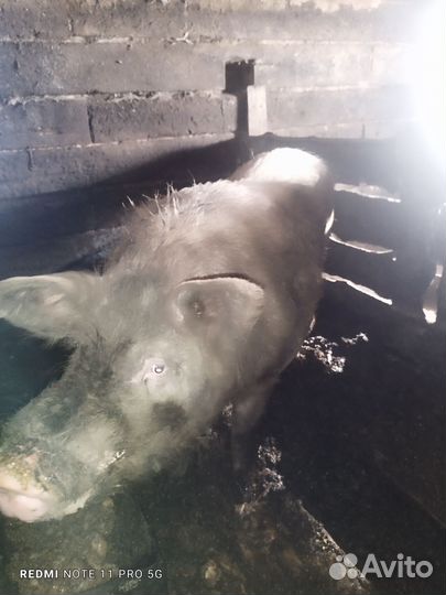 Хряк не кастрированный