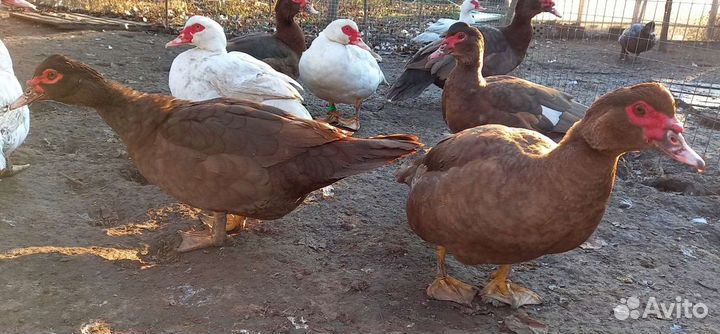 Утята и подростки на племя мускусной утки тяж. л