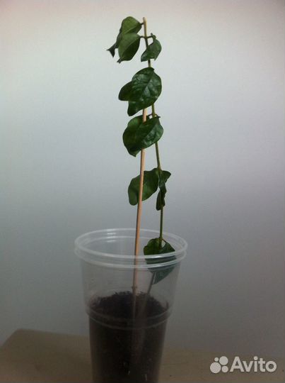 Жасмин Самбак(комнатный)