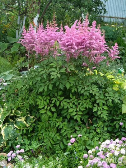 Астильба и другие многолетки