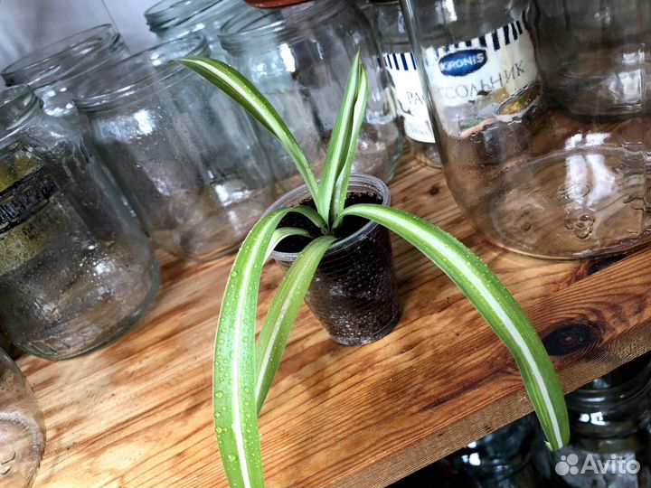 Хлорофитум 