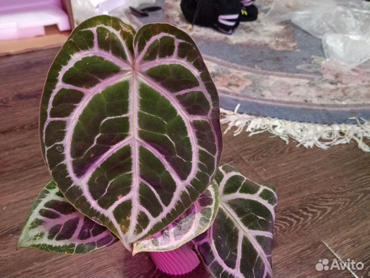 Антуриум кристолиниум