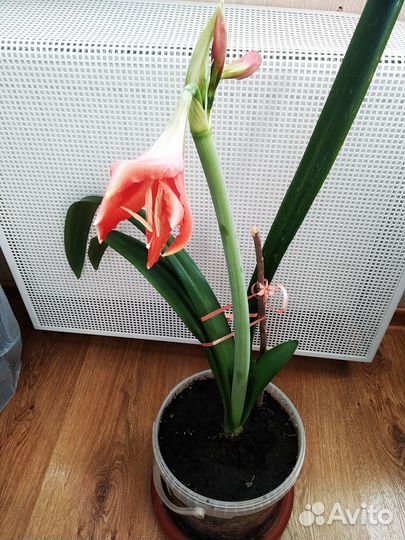 Гиппеаструм красный со стрелкой