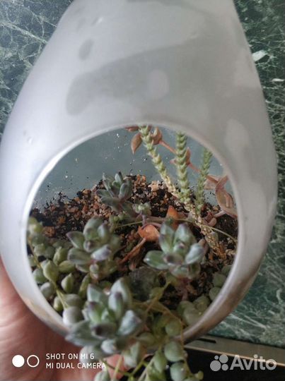 Флорариум капля