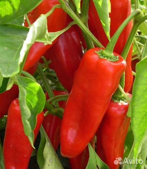 Семена сладких перцев