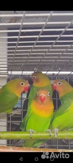 Попугай Неразлучники от 3 мес