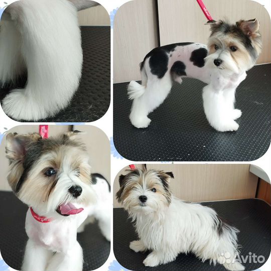 Тримминг. Груминг собак. Стрижки пуделей. Грумер