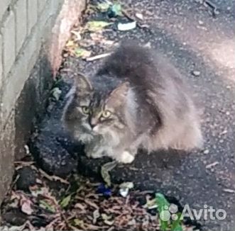 Сибирская ищет дом