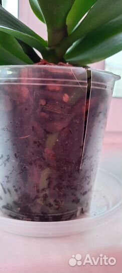 Фаленопсис Сара Бланш