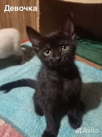 Котята в добрые руки