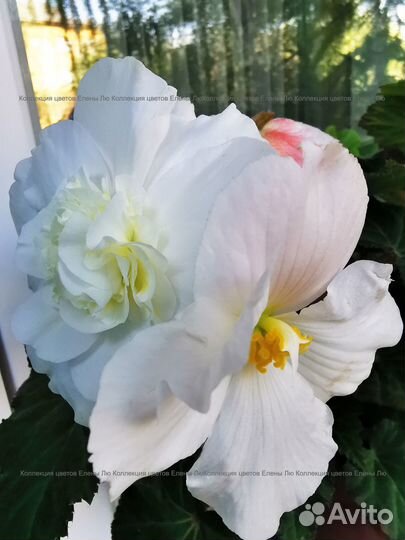 Бегония белая корневая