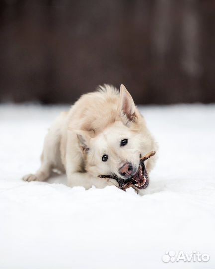 Влюбляйтесь - Белочка ищет дом