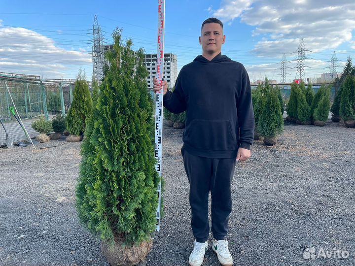 Туя смарагд 160-180 см