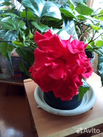 Гибискус китайская роза
