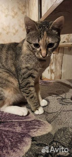 Кошечка подросток