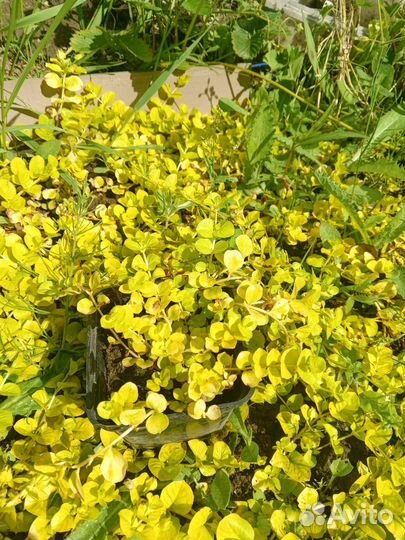 Вербейник монетчатый ауреа