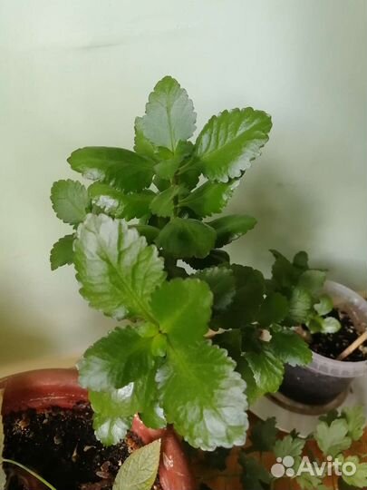 Каланхоэ декоративное