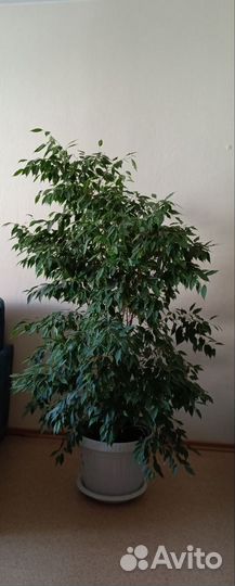 Фикус бенджамина