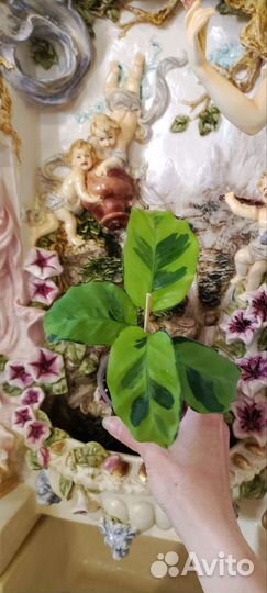 Калатея тайский сорт Еллоу Фьюжен