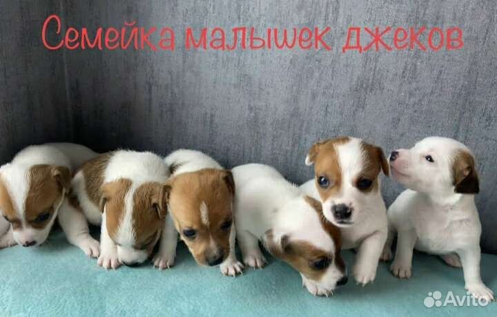 Джек Рассел терьер