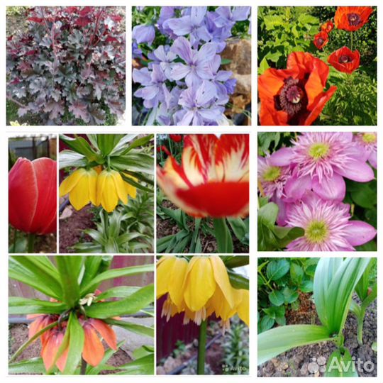 Садовые цветы,растения для дачи