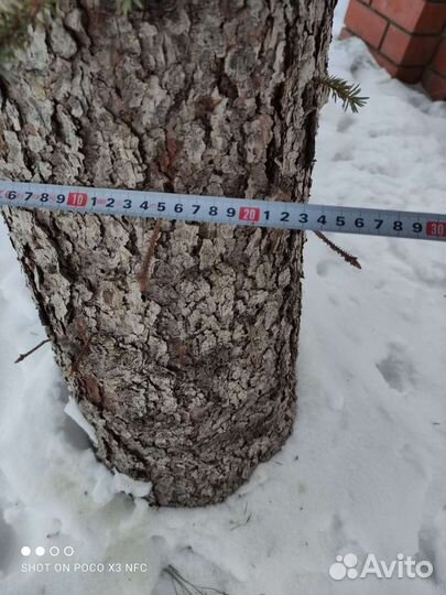 Ель голубая