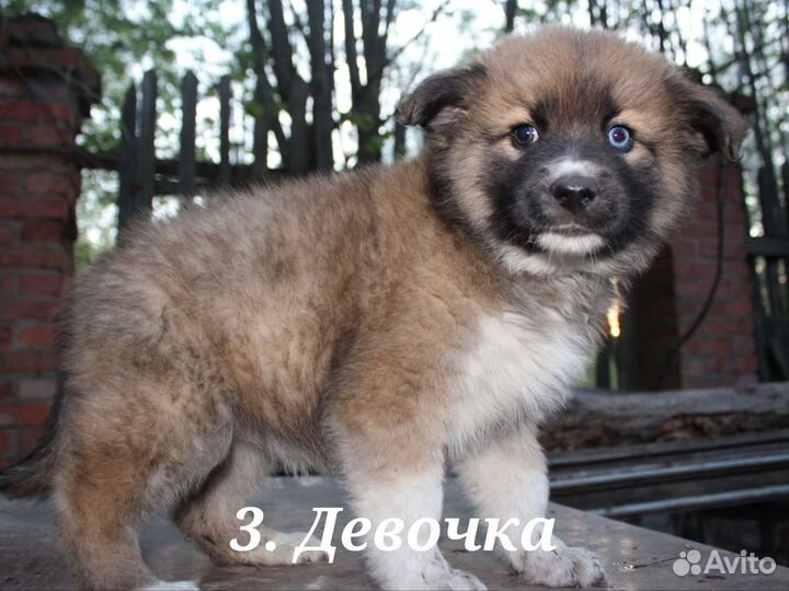 Щенок хаски метис