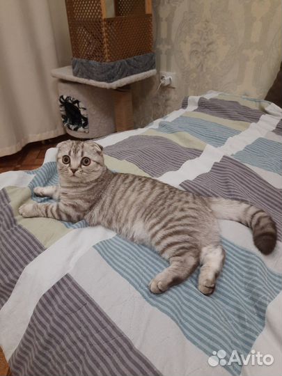 Шотландская