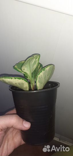 Пеперомия крапчатая