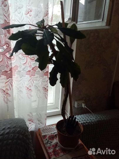Молочай
