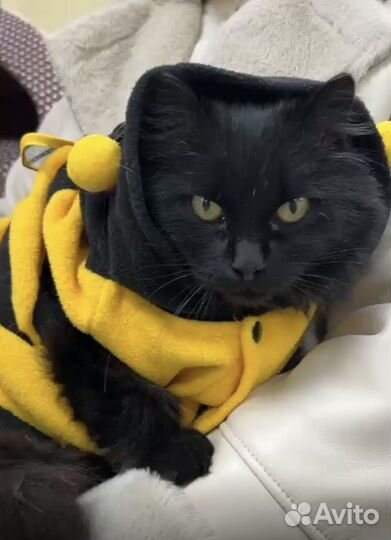 Кошка стерилизованная