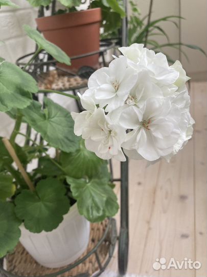 Пеларгония герань белая